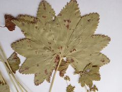 Alchemilla vorotnikovii