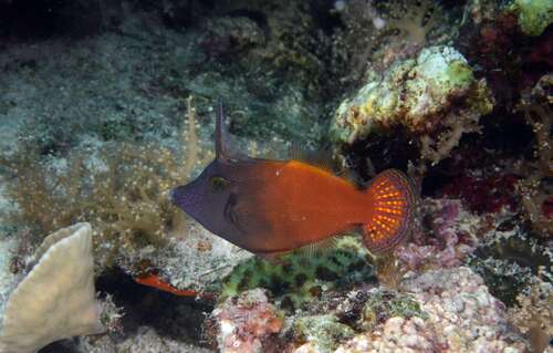 Pervagor melanocephalus observed 2026-07-16