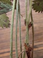 Alchemilla vorotnikovii