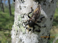 Laphria gibbosa