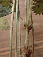 Alchemilla vorotnikovii