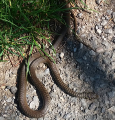 Hierophis viridiflavus carbonarius