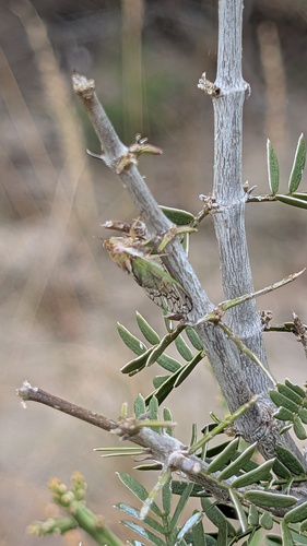 Aridland Cicada