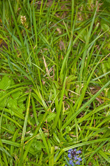 Carex otrubae