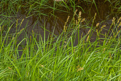 Carex otrubae
