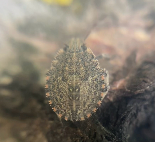 Mediterranean Spiny Stink Bug