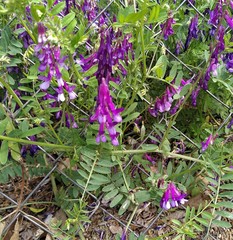 Vicia villosa