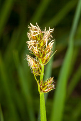 Carex otrubae