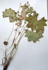 Alchemilla vorotnikovii