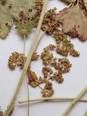 Alchemilla vorotnikovii