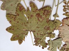 Alchemilla vorotnikovii