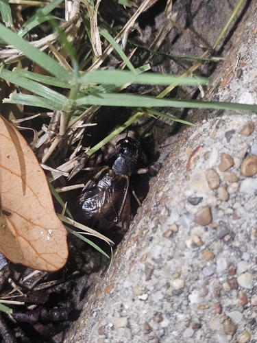 Jamaican Field Cricket photo 3