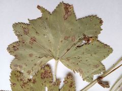 Alchemilla vorotnikovii