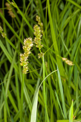 Carex otrubae