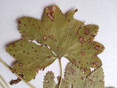 Alchemilla vorotnikovii