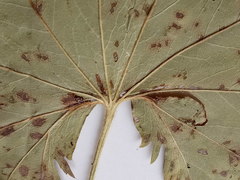 Alchemilla vorotnikovii