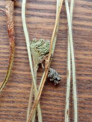 Alchemilla vorotnikovii