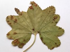Alchemilla vorotnikovii