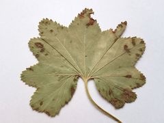 Alchemilla vorotnikovii