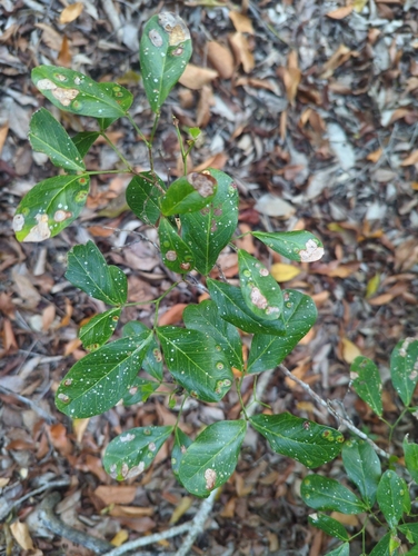 Pithecellobium keyense, photograph 4