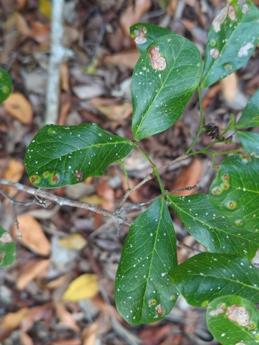 Pithecellobium keyense, photograph 5