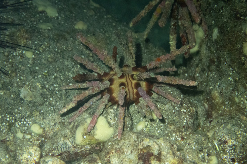Chondrocidaris gigantea observed 2026-07-06