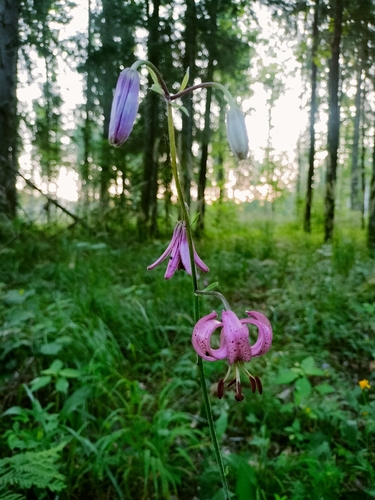 Martagon Lily