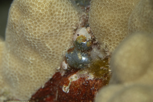 Valonia ventricosa observed 2026-07-06