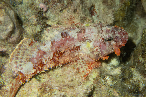 Decoy scorpionfish (Iracundus signifer) — Scorpaenidae — 2