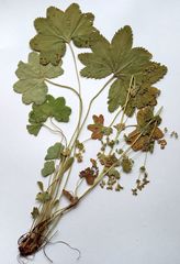 Alchemilla vorotnikovii