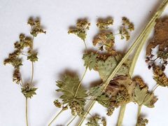 Alchemilla vorotnikovii