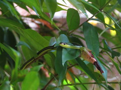 Dendrelaphis caudolineatus