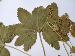 Alchemilla vorotnikovii