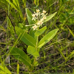 Asclepias ovalifolia, photograph (c) Jon, some rights reserved (CC BY)