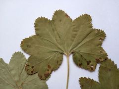 Alchemilla vorotnikovii
