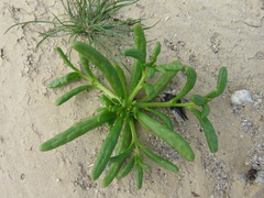 Cistanthe ambigua