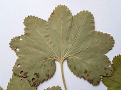 Alchemilla vorotnikovii