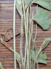 Alchemilla vorotnikovii