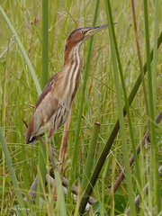 Ixobrychus minutus payesii