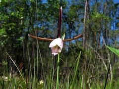 Cleistesiopsis divaricata