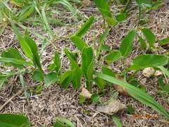 Zantedeschia