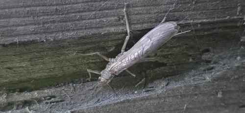 iNaturalist observation photo of Common Stoneflies