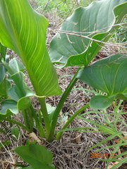 Zantedeschia