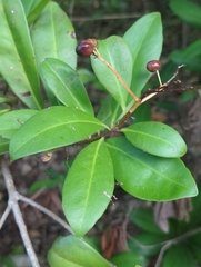 (c) Tom Field, some rights reserved (CC BY) Ardisia escallonioides, photograph (c) Tom Field, some rights reserved (CC BY)