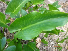 Zantedeschia