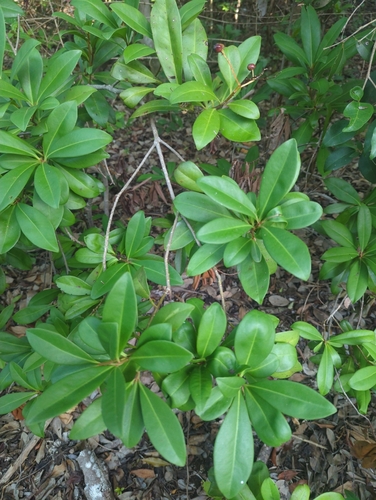 Ardisia escallonioides, photograph 2