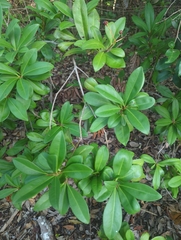(c) Tom Field, some rights reserved (CC BY) Ardisia escallonioides, photograph (c) Tom Field, some rights reserved (CC BY)