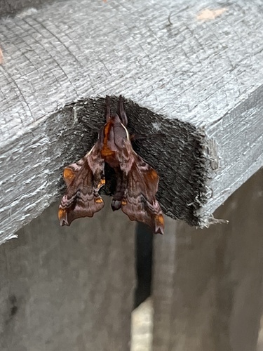 Small-eyed Sphinx