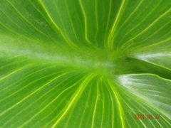 Zantedeschia