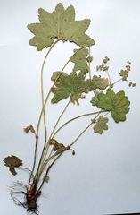 Alchemilla vorotnikovii